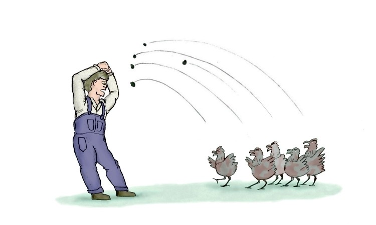 Chickens throwing stones at a farmer